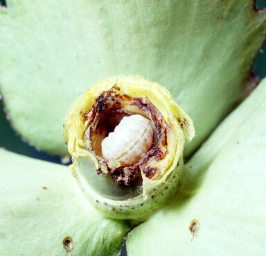 Cotton boll weevil larva in boll